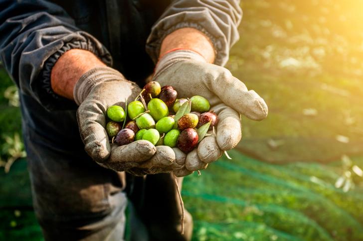 Olive Oil production