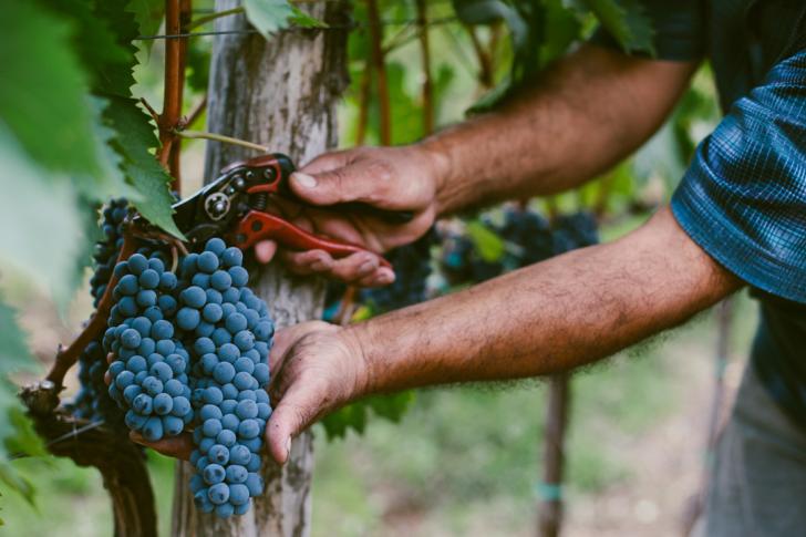 Grapes