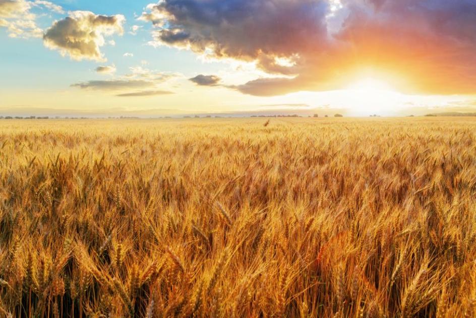 Fields