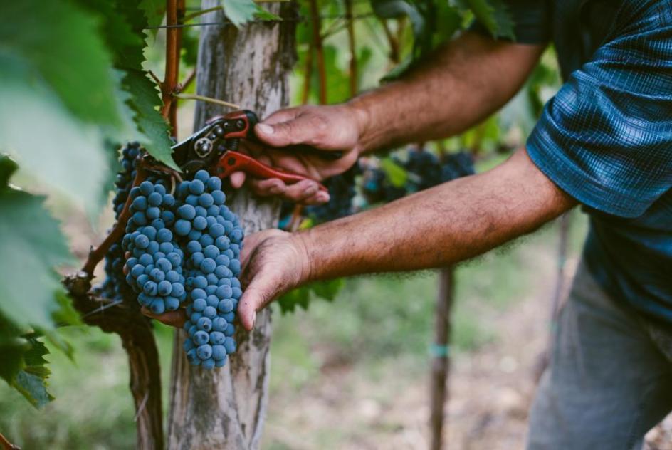 Grapes