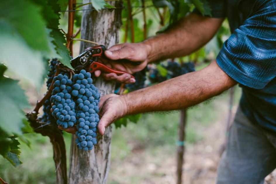 Grapes