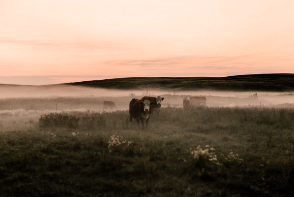 Cow heard in mist