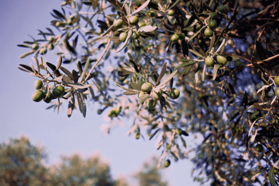 Olive trees