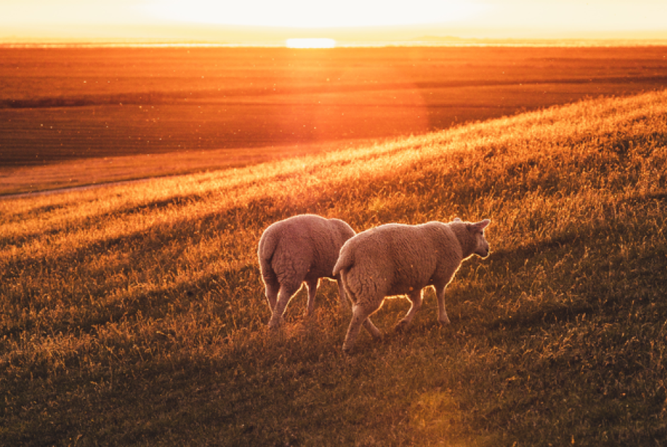 2 sheeps on a hill