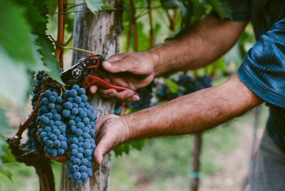 Grapes