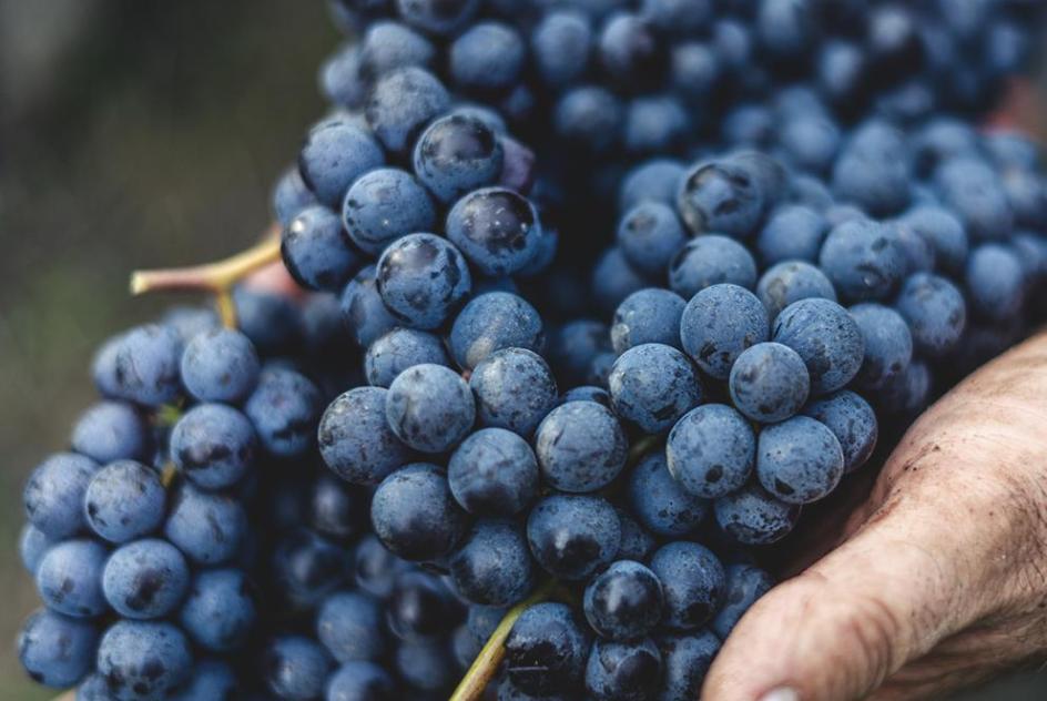 Handful of grapes