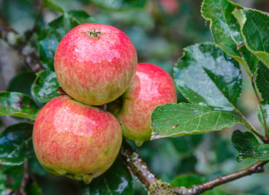 The Elstar apple variety 