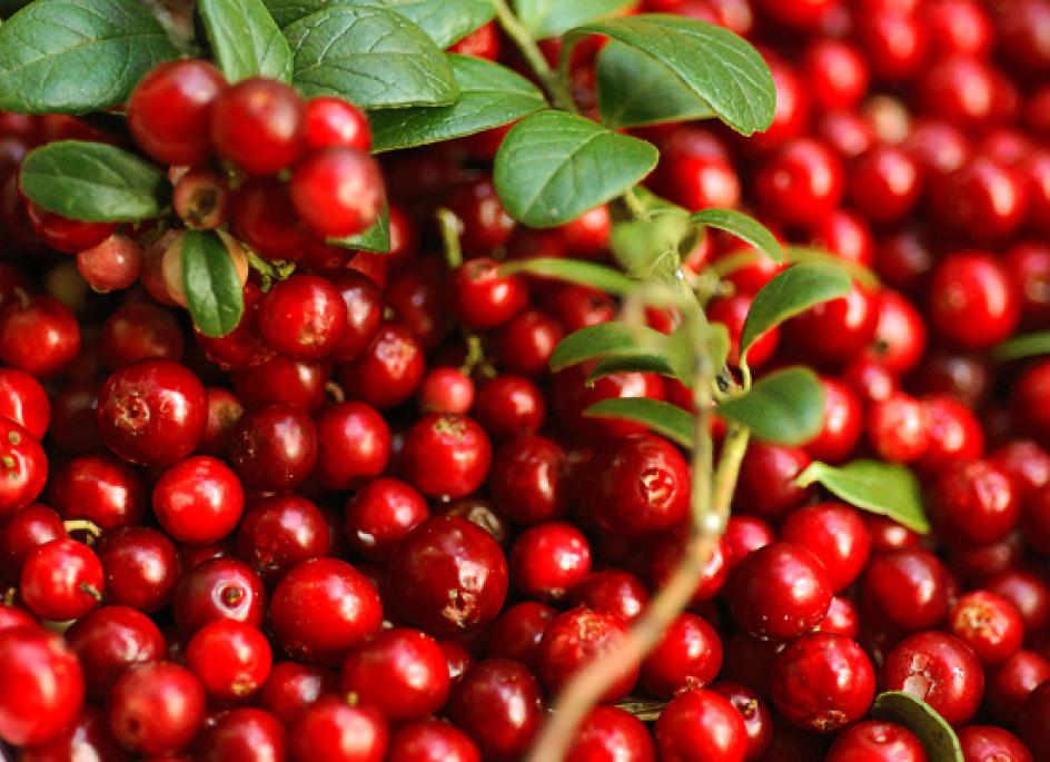 The lingonberry is a small, red, juicy berry