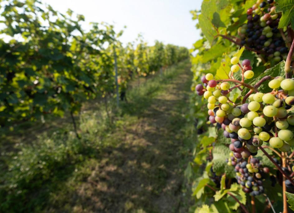 Westlandse druif PGI are grapes from the Westland region of South Holland in the Netherlands