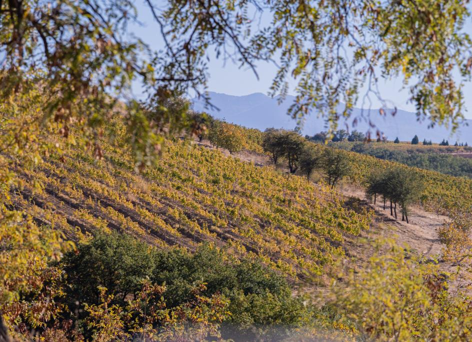 Trip to Greece and Bulgaria Highlights Emerging Wine Regions