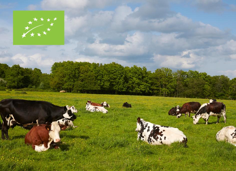 Agricultural Market Brief - Organic farming in the EU