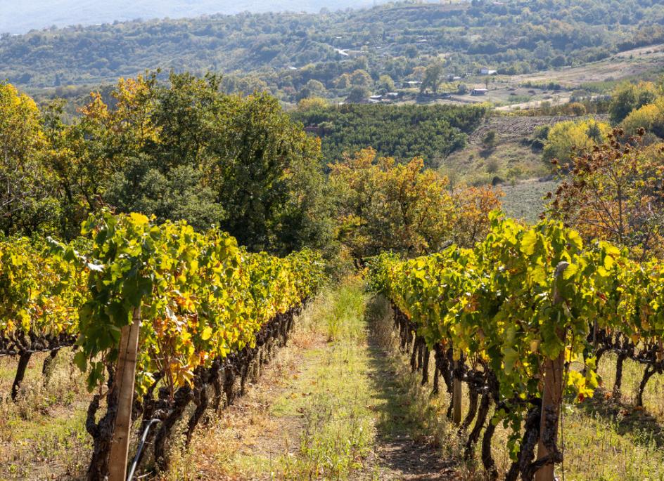 Trip to Greece and Bulgaria Emerging Wine Regions