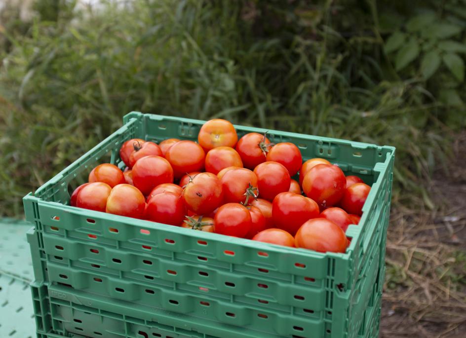 organic-tomatoes-mexicotrip-czechia
